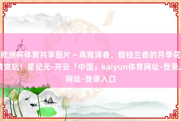 欧洲杯体育共享图片～高雅清香，馥桂兰香的月季花，请赏玩！星纪元-开云「中国」kaiyun体育网址-登录入口