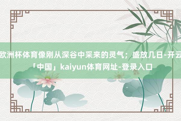 欧洲杯体育像刚从深谷中采来的灵气；盛放几日-开云「中国」kaiyun体育网址-登录入口